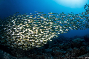 School of golden fish by Pietro Cremone 